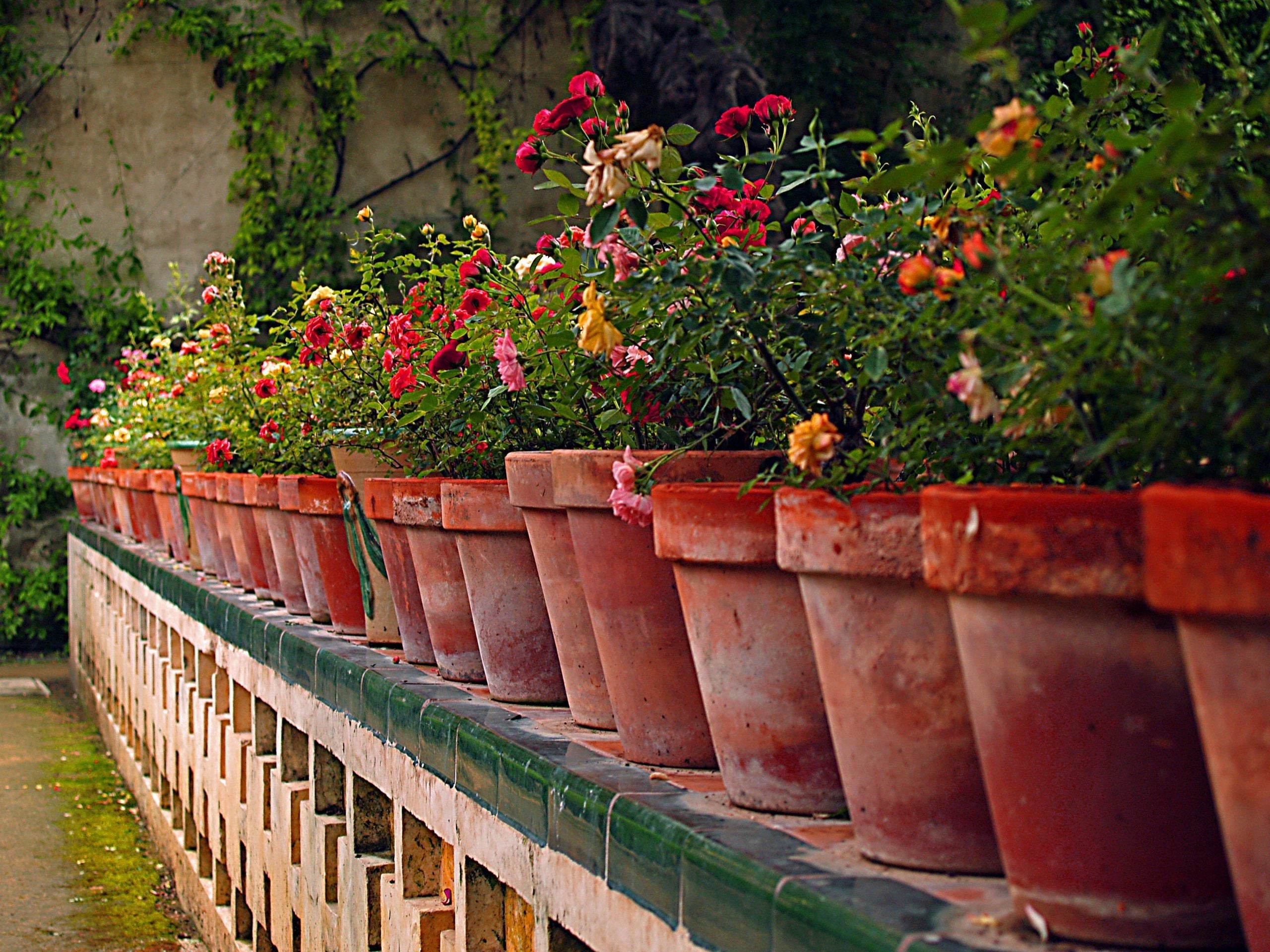 草花の寄せ植え＜準備編＞長く楽しむための大事なポイント – ボウクス