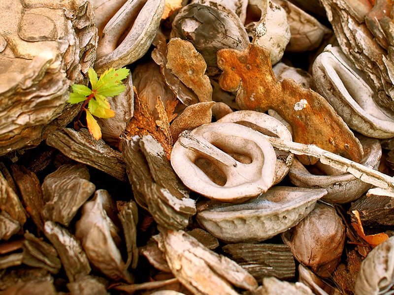 くるみの殻（500g・1kg）観葉植物やお庭のマルチング材に KURUMI