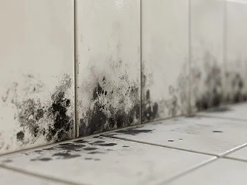 目地にカビが生えてしまった場合