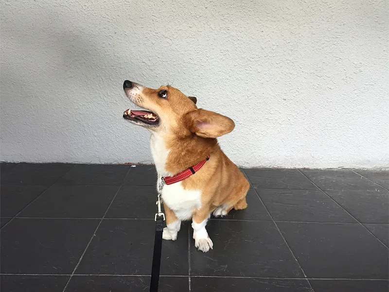 黒い玄関タイル