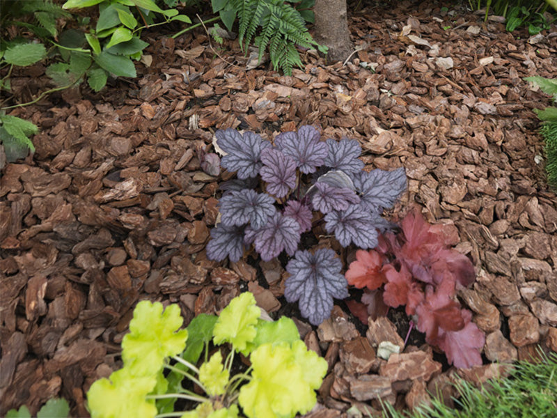 春の庭づくり｜バークチップを始めよう
