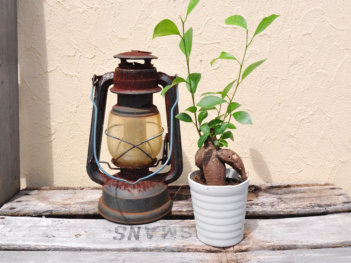 ガジュマル入荷しました