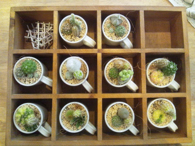 サボテンと多肉植物の育て方