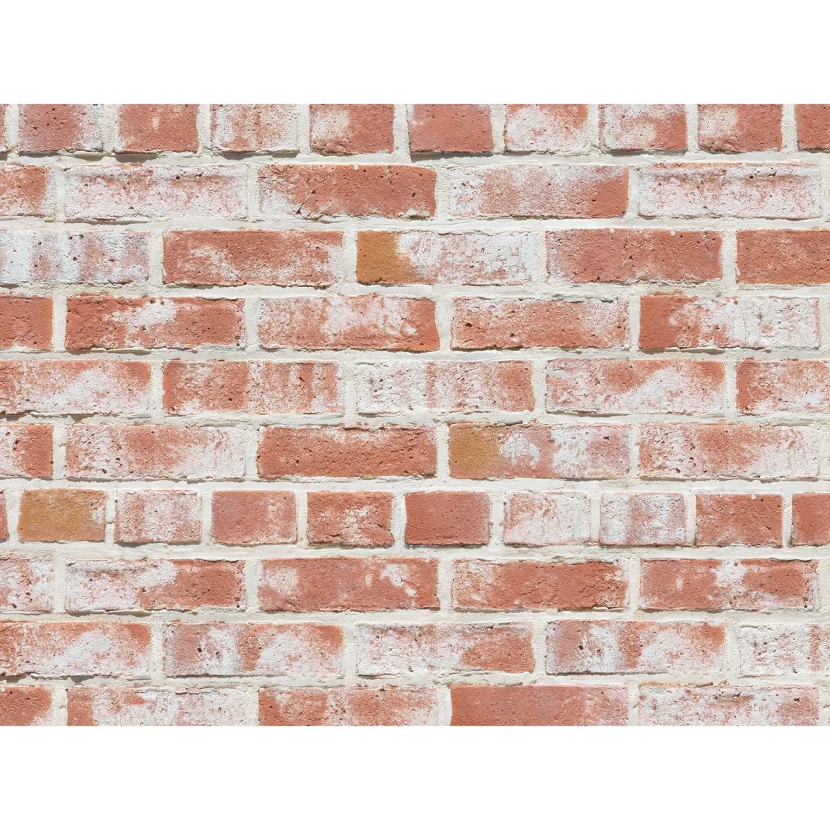 CAN'BRICK Texas テキサスクレンショーTX-5