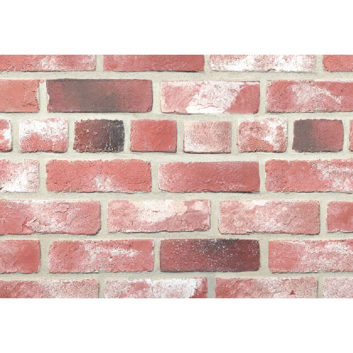 キャン’ブリック スタンダード