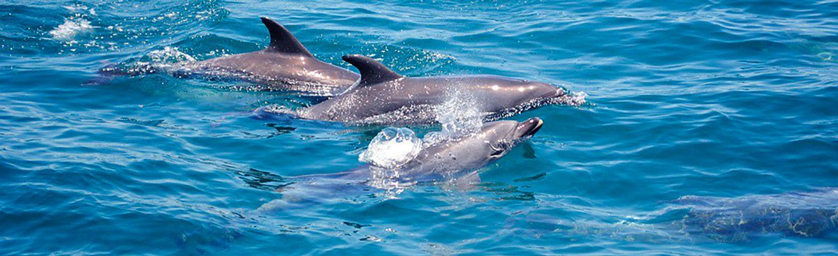 ムラーノデルマーレ