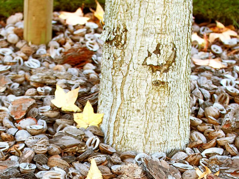 くるみの殻（500g・1kg）観葉植物やお庭のマルチング材に  KURUMI