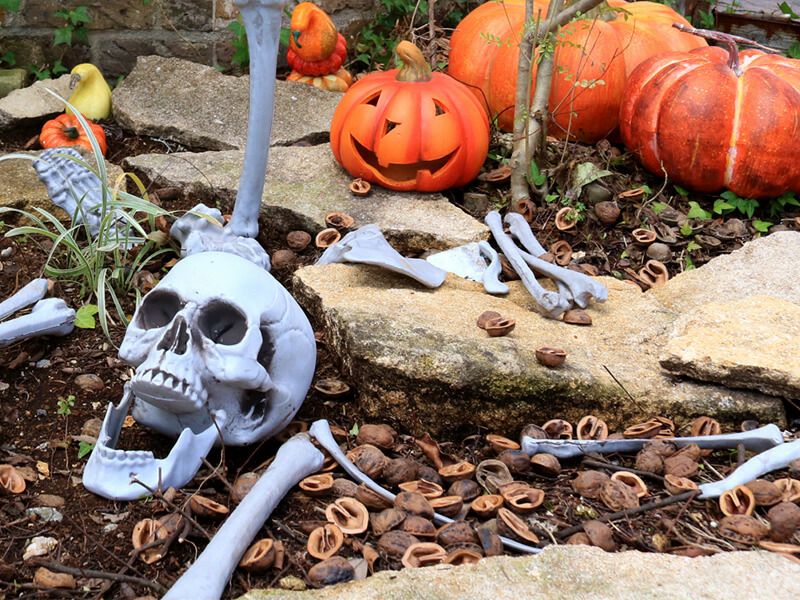 くるみの殻（500g・1kg）観葉植物やお庭のマルチング材に  KURUMI