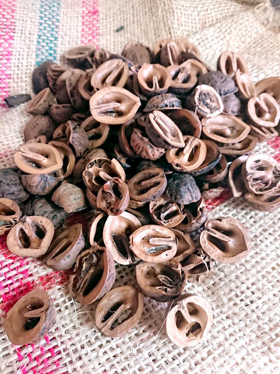 くるみの殻（500g・1kg）観葉植物やお庭のマルチング材に  KURUMI