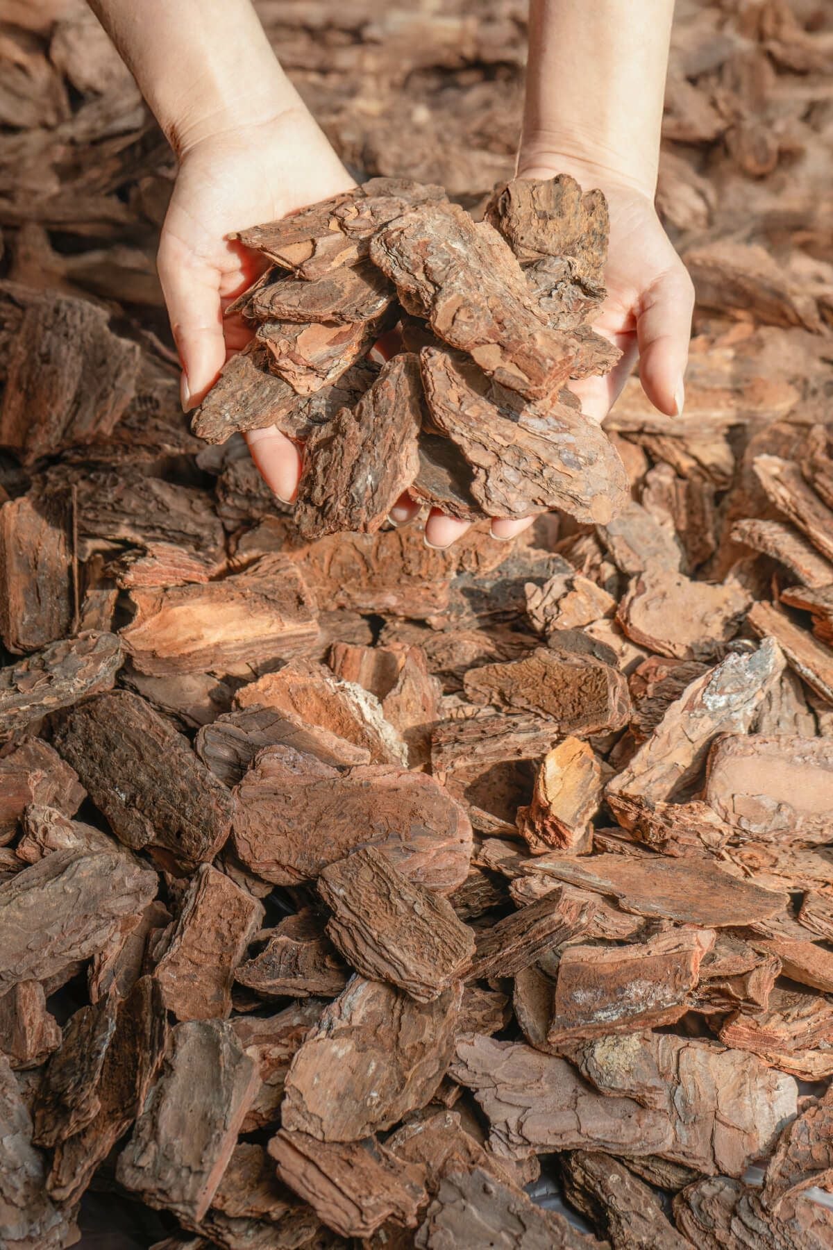 ナチュラルバーク Mサイズ