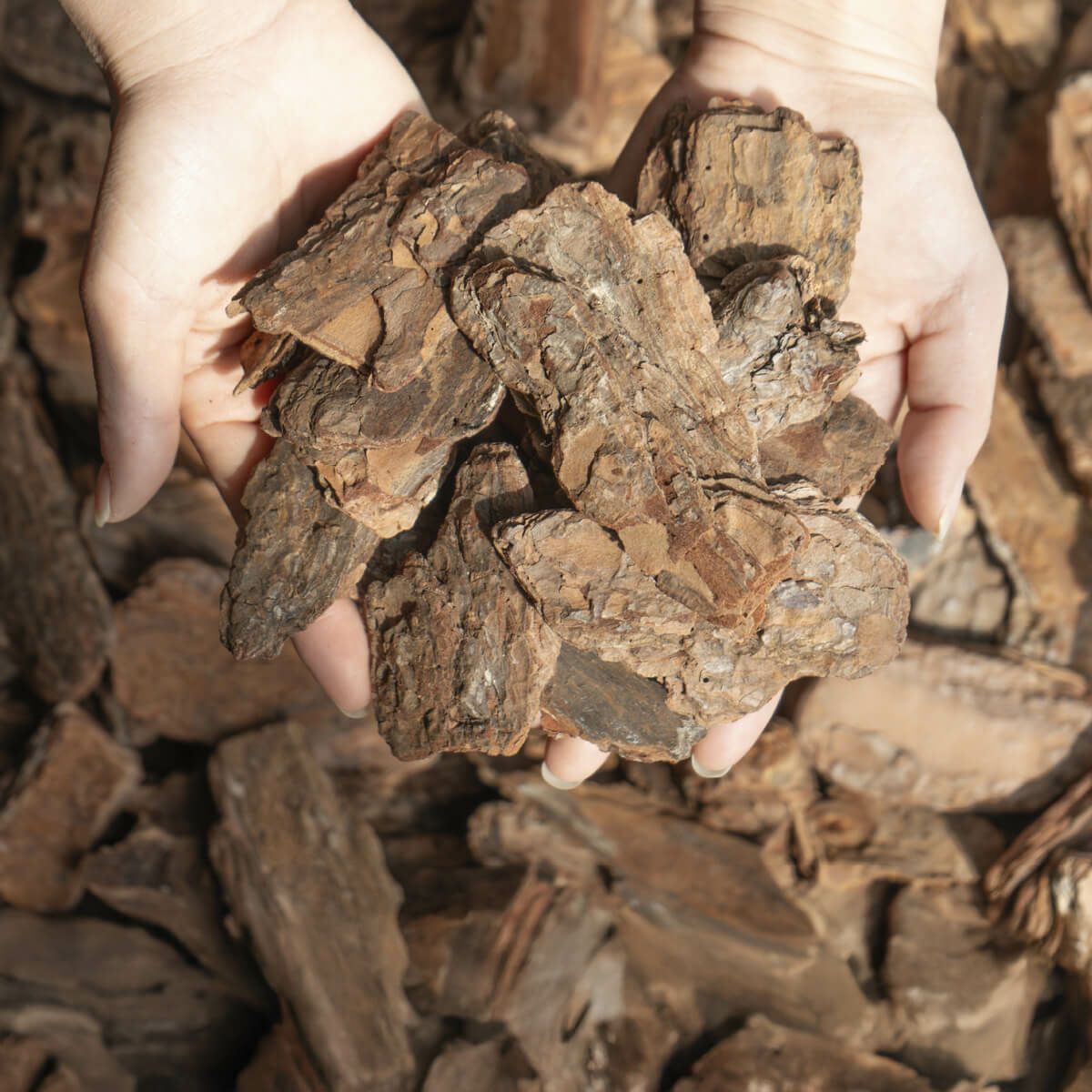 ナチュラルバーク Mサイズ