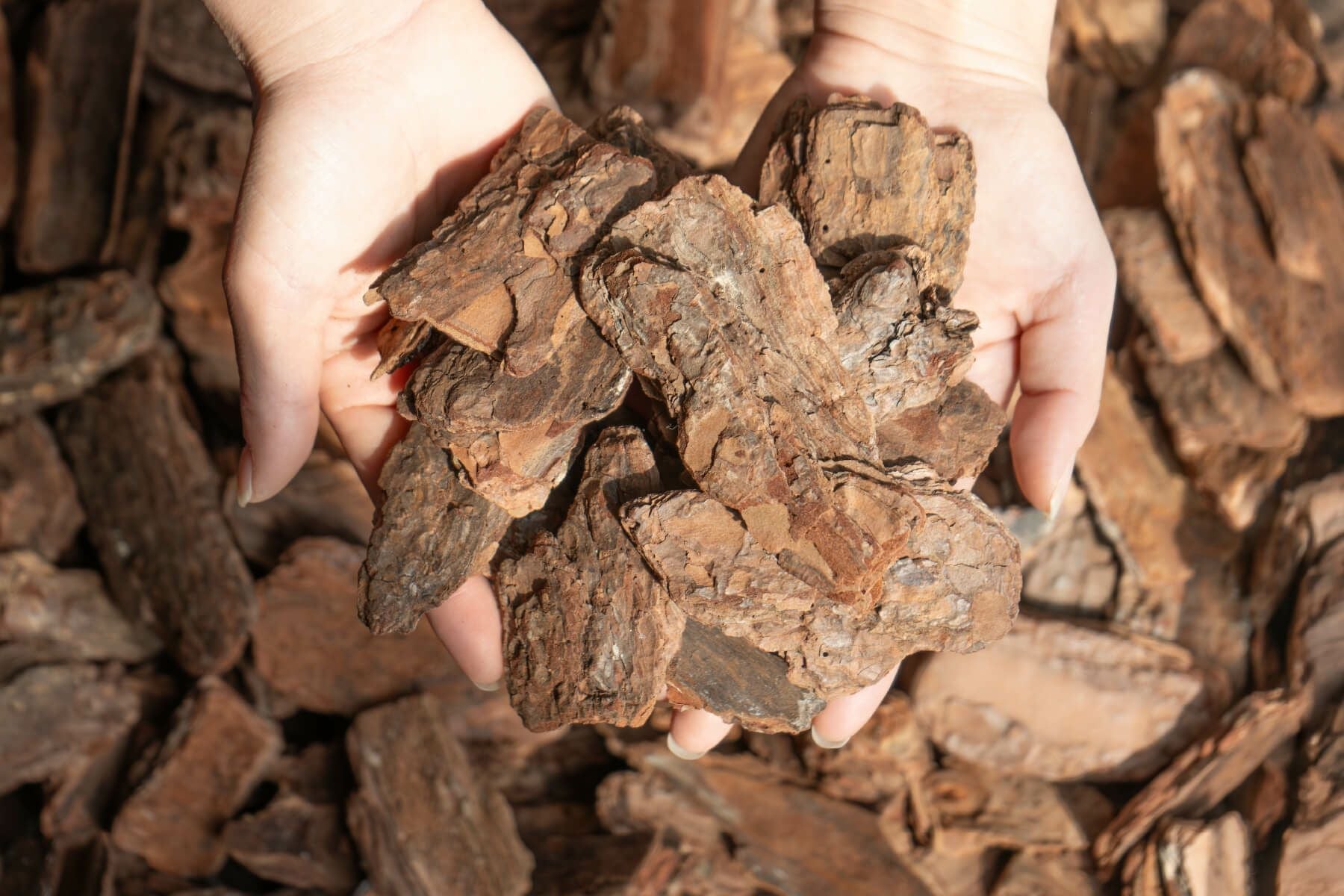 ナチュラルバーク Mサイズ