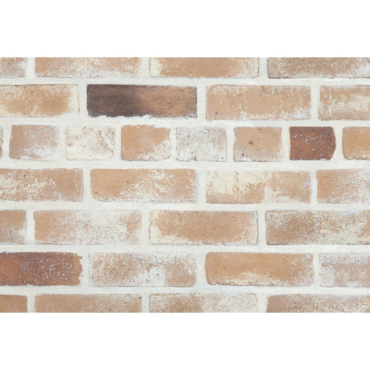 キャン’ブリック スタンダード