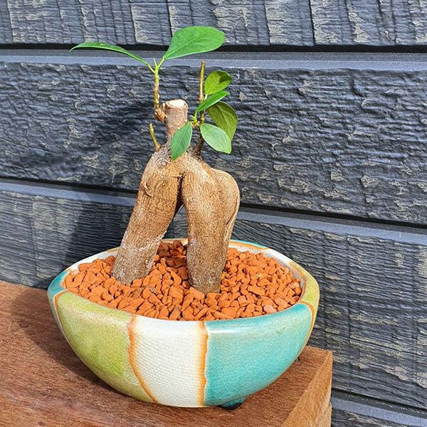 YAACHO 植木鉢（小）  B-SELECT-flower-pot-small06